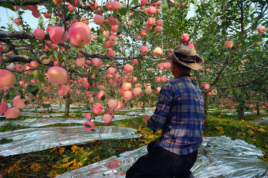 农民种苹果