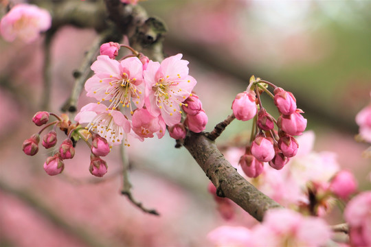 樱花绽放