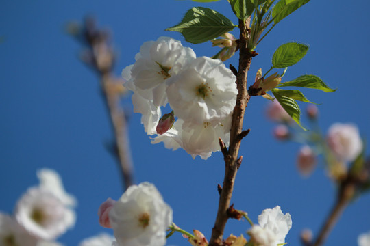 樱花