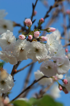 粉色樱花