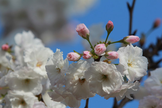 粉色樱花