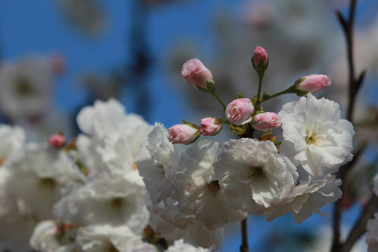 樱花