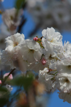 樱花