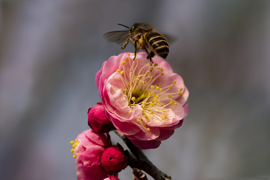 梅花