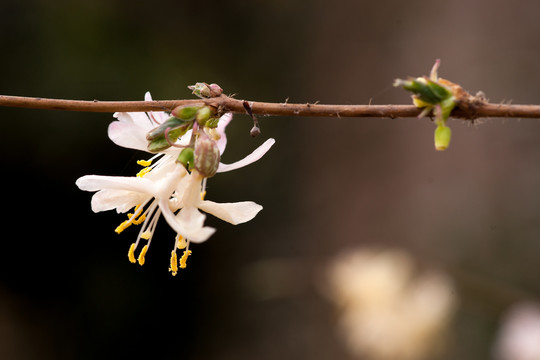 忍冬花