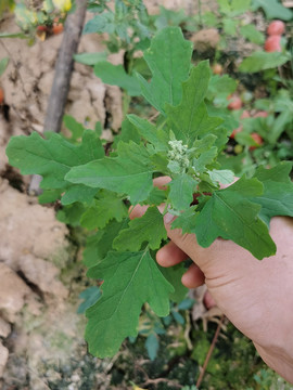 鼠壳草