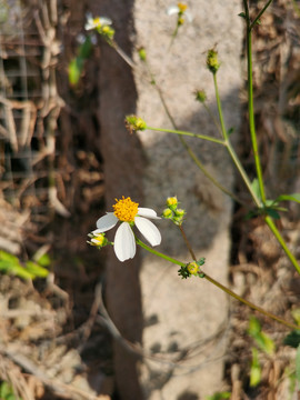 野菊花