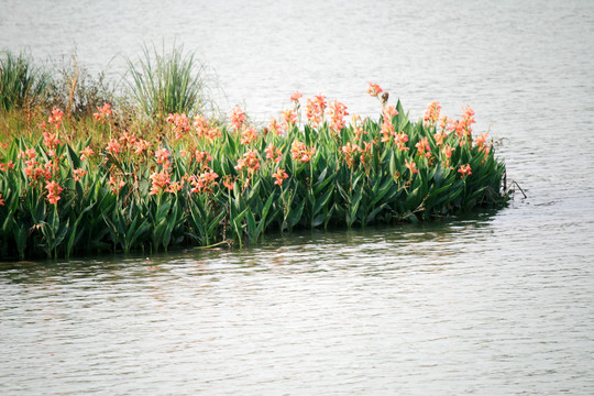 水中花