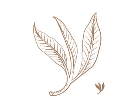茶葉線稿
