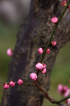 梅花