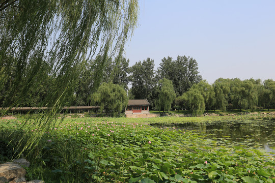 北京颐和园耕织图景区荷花池