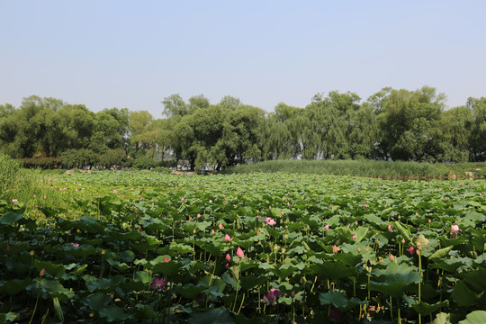 北京颐和园耕织图景区荷花池