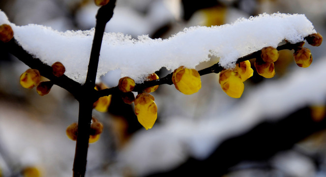 腊梅傲雪