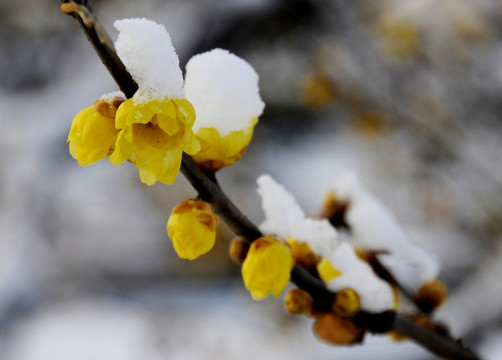 腊梅傲雪