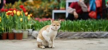 花场的猫