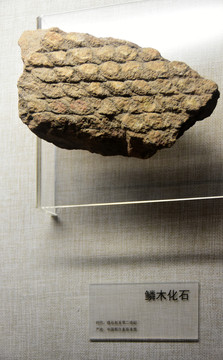 鳞木化石