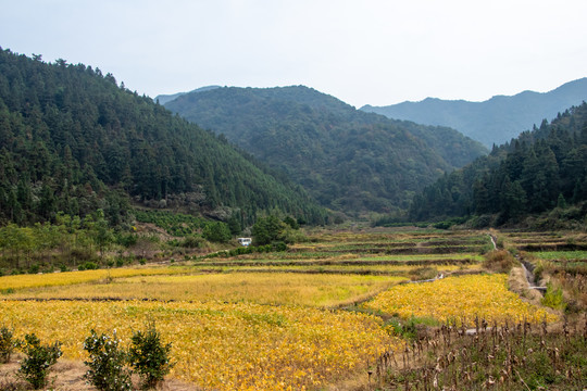 秋季黄豆