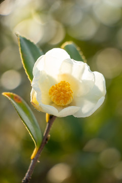 茶花茶树