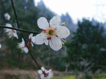 李子花