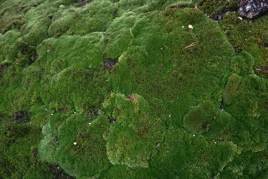 园林苔藓