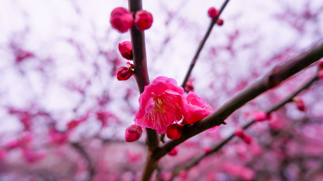 梅花