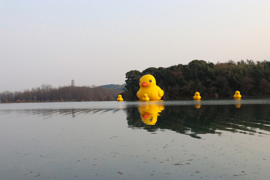 河上小黄鸭