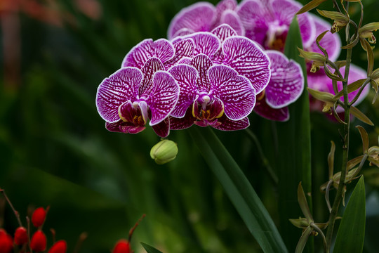 花纹玫红蝴蝶兰