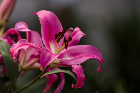 特写百合花