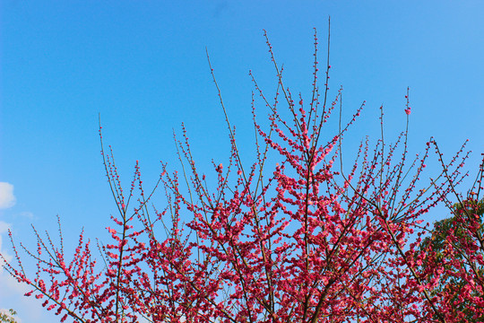 桃花