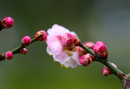 梅花