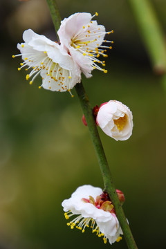 梅花