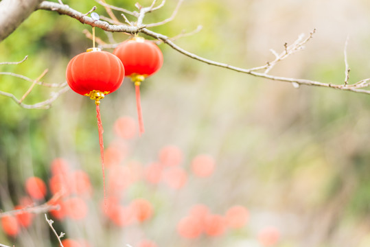 节日树上挂灯笼