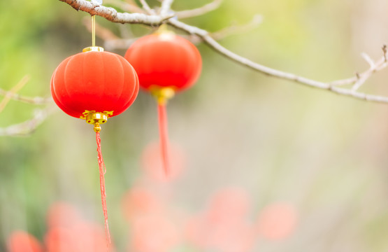 节日树上挂灯笼