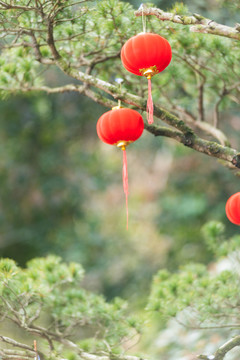 节日树上挂灯笼