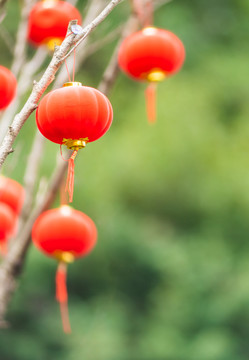 节日树上挂灯笼