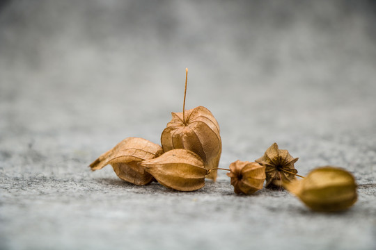 龙珠果