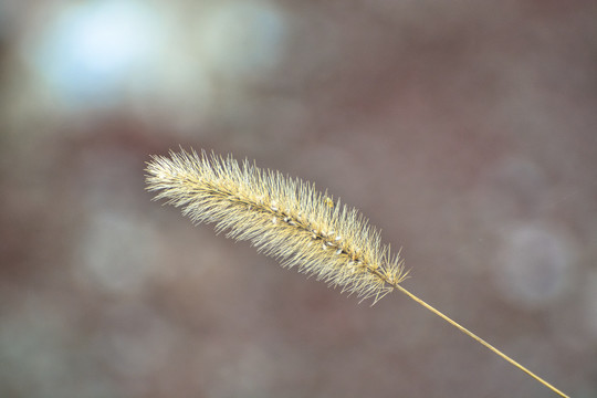 狗尾巴草