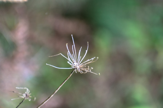 残花枯草