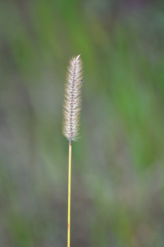 狗尾巴草