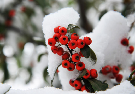 雪中红豆