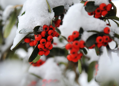 雪中红豆