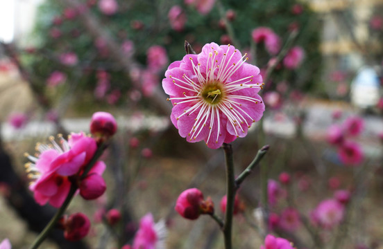 早春红梅花儿开