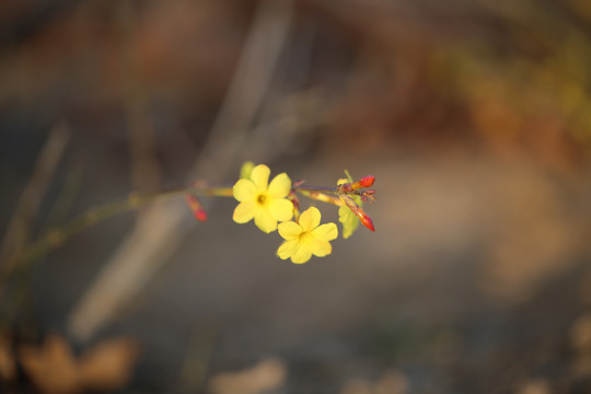 迎春花嫩芽