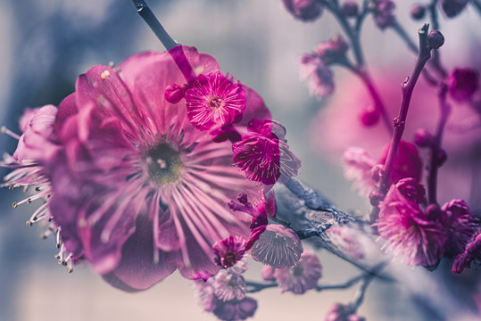 中国风梅花