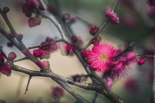 中国风梅花