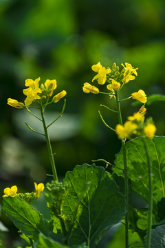 油菜花