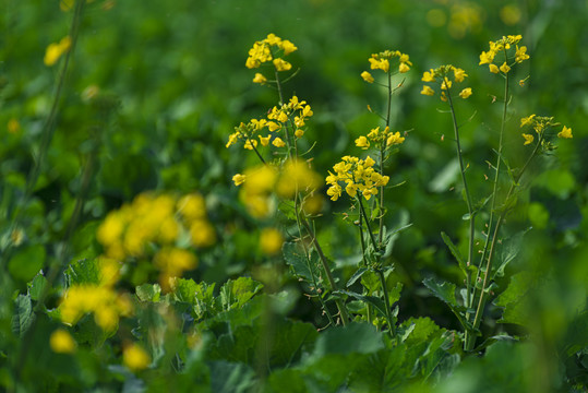 油菜花