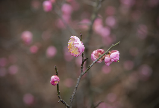 梅花