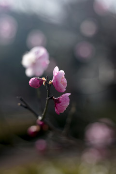 梅花朵朵开