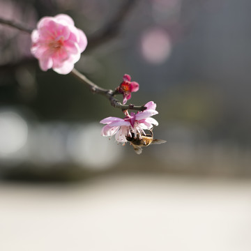 蜜蜂采花忙